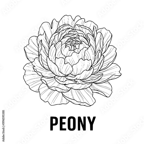 Peony illustration