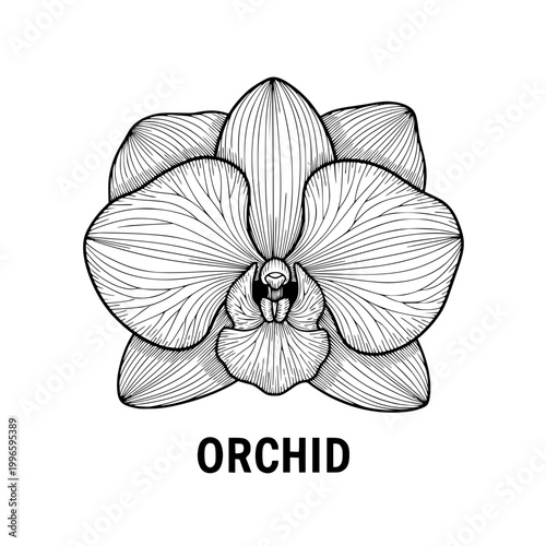 Orchid flower line art illustration