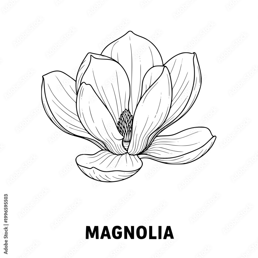 Fototapeta premium Magnolia Flower Illustration