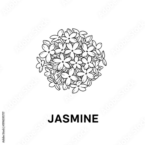 Jasmine Flower Illustration