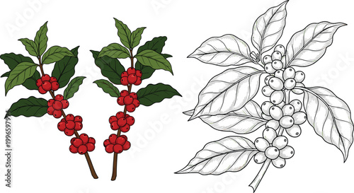 PrintCoffee Plant Branch with Ripe Red Cherries Vector Illustration, Hand Drawn Botanical Coffee Beans and Leaves Design, Colored and Outline Versions Isolated