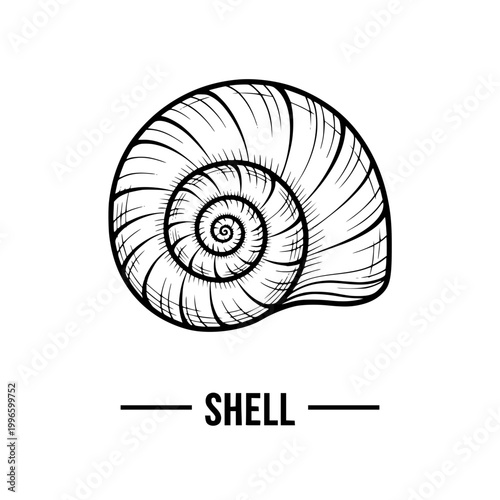 Swirl Snail Shell Illustration