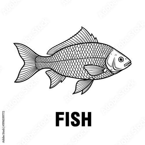 Line art fish illustration