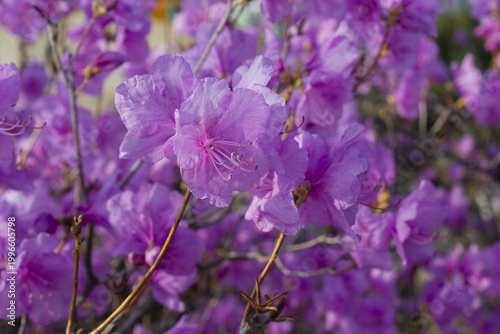Spring flowers, full bloom of azaleas. Azalea flowers to mark the beginning of spring. Flowers botanical garden.
