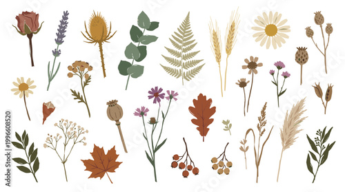 Bohemian botanical illustration of dried flowers and autumn leaves, perfect for fall decor and naturalistic designs