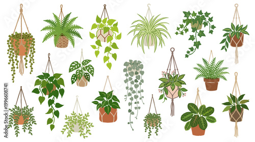 Collection of hanging houseplants in macrame hangers, diverse green foliage and potted plants, indoor gardening and home decor concept