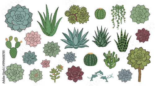 Collection of diverse succulent plants and cacti in various shapes and sizes, hand-drawn illustration style, isolated on white background, perfect for botanical art and decor