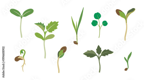 Collection of diverse young plant sprouts and seedlings in various stages of growth isolated on a white background symbolizing new life and development