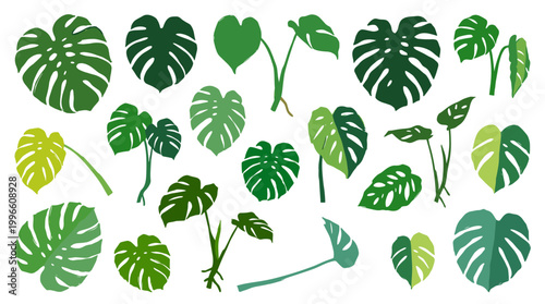Collection of Monstera plant leaves and cuttings in various green shades and patterns, isolated on a white background, representing tropical foliage and home decor inspiration