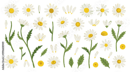 Collection of delicate chamomile flowers and leaves in various stages of bloom and separate elements for botanical illustration and design