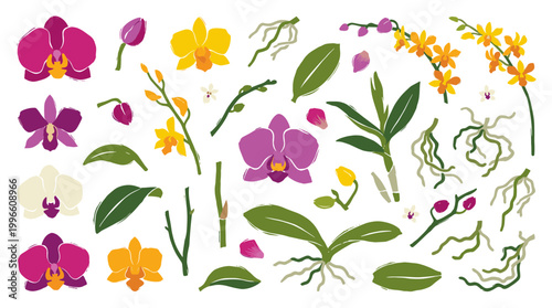 Collection of hand-drawn orchid elements including flowers buds leaves and roots in vibrant colors on a white background botanical illustration