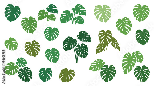 Monstera plant leaves pattern seamless background green tropical foliage natural organic design fresh botanical illustration
