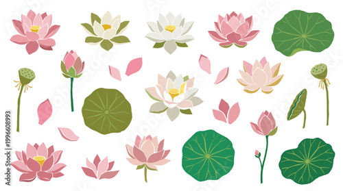 Collection of beautiful lotus flowers and leaves in various stages of bloom and bud with water droplets and seed pods on a white background