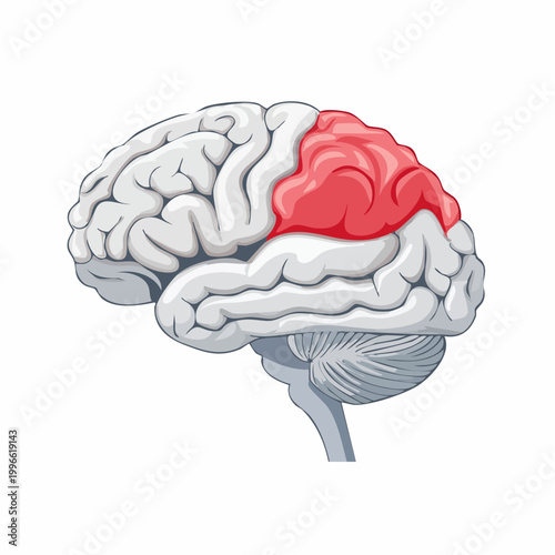 Illustration of the Human Brain with Highlighted Parietal Lobe
