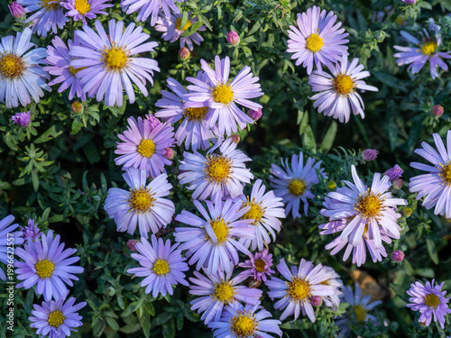 Close-up of blooming light purple aster flowers with bright yellow centers in a lush garden. Natural floral background with soft sunlight, vibrant colors, and fresh green foliage.