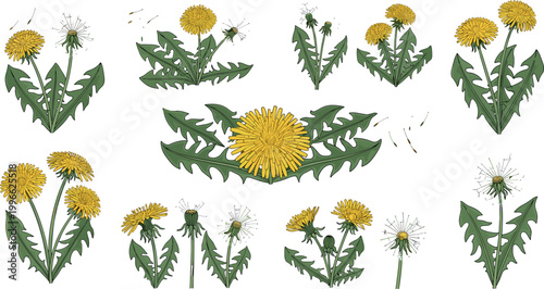 Dandelion Botanical Illustration Set with Yellow Flowers Green Leaves and Seed Stages for Nature Design, Herbal Graphics, and Floral Vector Collections