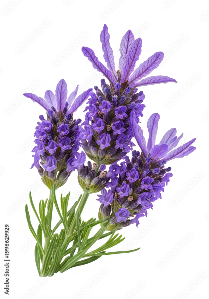 Fototapeta premium Vibrant cluster of purple alfalfa flowers in full bloom