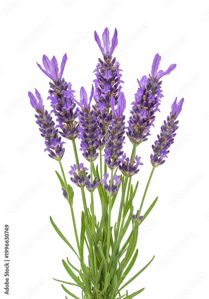 Fototapeta premium Vibrant purple lavender spikes in full bloom