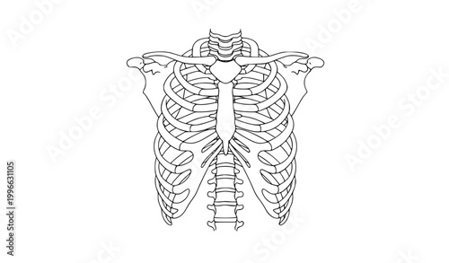 Detailed black and white line art illustration of the human rib cage and skeletal torso anatomy