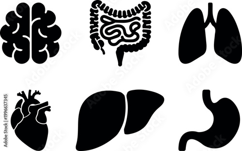 Human internal organs icon set illustration, brain heart lungs stomach liver kidneys intestines bladder, medical anatomy vector collection isolated