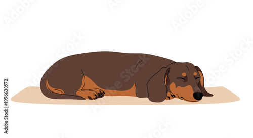 Small brown dachshund dog lies flat and sleeps soundly on a beige mat against a plain white background in this illustration.