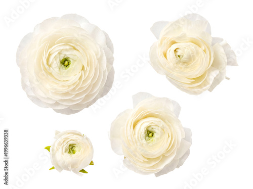 Fotografie A beautiful group of delicate white ranunculus flowers in varying sizes, showing elegance and soft petals
