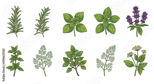 Large collection of diverse culinary herbs including rosemary, basil, oregano, and dill is shown in detailed botanical illustrations.