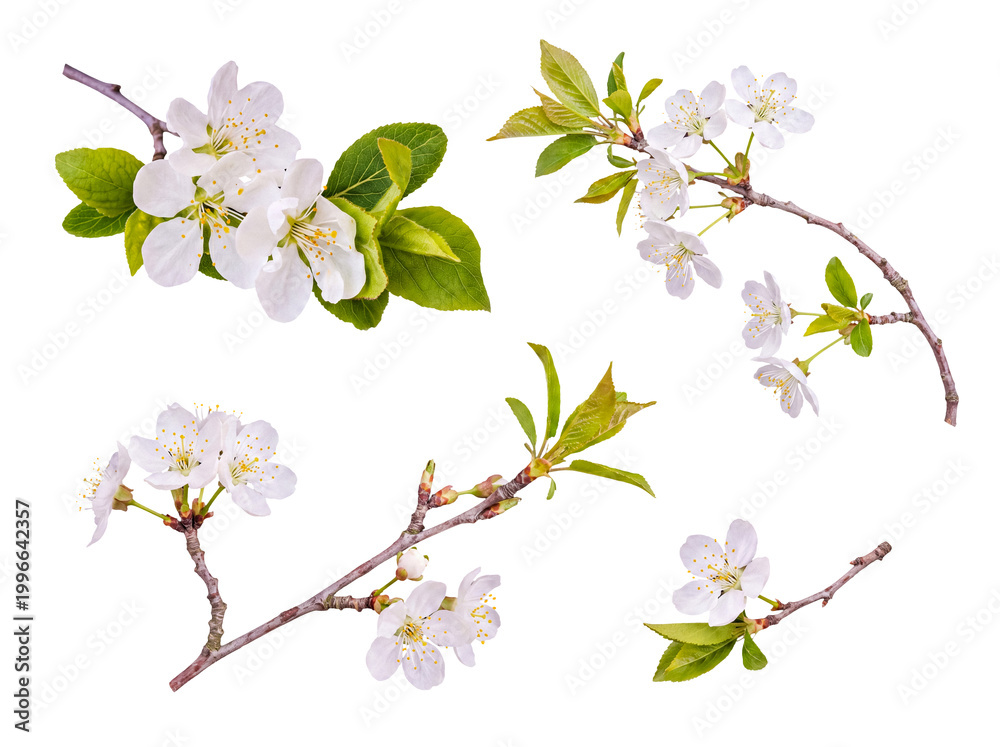 Obraz premium Fresh white cherry blossom branches with young green leaves, signaling the arrival of spring season.