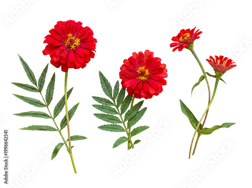 Принти на полотні Collection of red zinnia flowers with attached green stems and fresh foliage