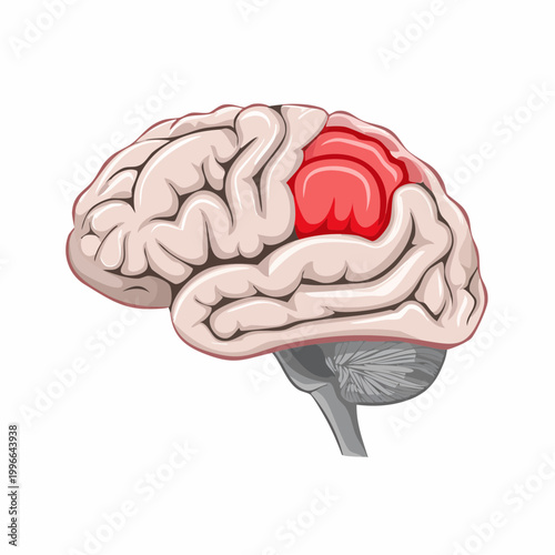 Illustration of Human Brain with Highlighted Area