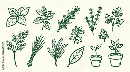 A collection of various fresh herbs and young plants in pots, illustrated in a simple, clean line art style with a green color palette.