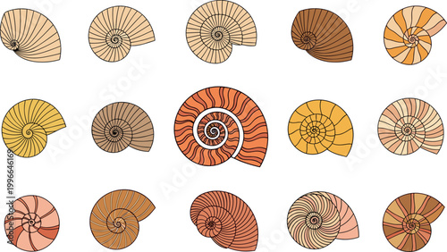 Nautilus shell collection with spiral patterns and various natural textures for marine, ocean life, and decorative illustration design
