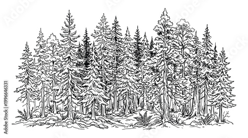 Hand drawn forest landscape with coniferous trees, pine and spruce trees, sketch style illustration