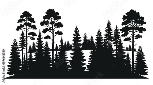 Silhouette of a coniferous forest with pine and spruce trees