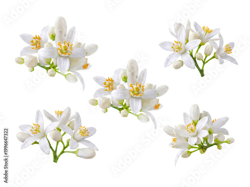 Vászonkép Multiple pristine groupings of fragrant orange blossoms and buds.