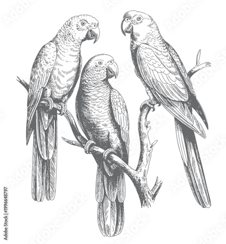 Tropical parrot set hand drawn vector illustration. Vintage parrots perched on branch engraving.