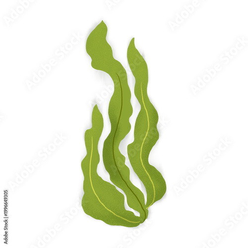 vector illustration of a green seaweed 