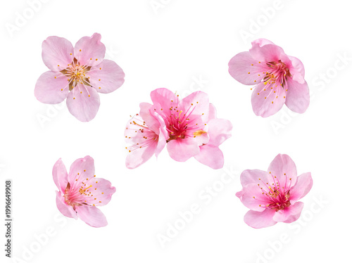 фотографія Five lovely pink cherry blossom flowers with delicate petals and bright yellow stamens