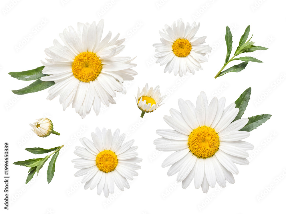 Fototapeta premium A delightful collection of white daisy flowers and green leaves.