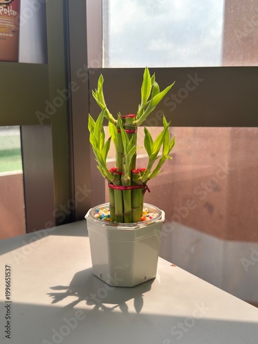 A vase with a lucky bamboo plant, placed on a table by the window, enhances the interior decor with a natural style and fresh green leaves.