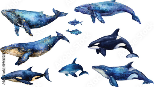 set of blue dolphin isolated