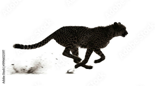 Cheetah running fast isolated on white background