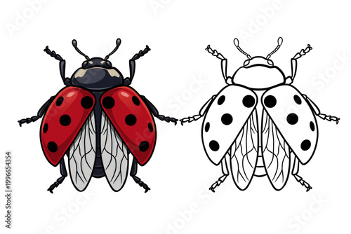 Set of ladybug illustrations in color and outline versions, detailed insect design isolated on white background, suitable for educational, branding, and versatile graphic use