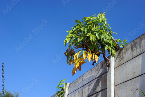 Photography A small tree grows through a gap in a concrete fence