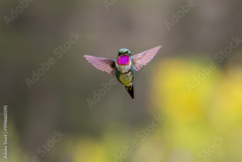 hummingbird 