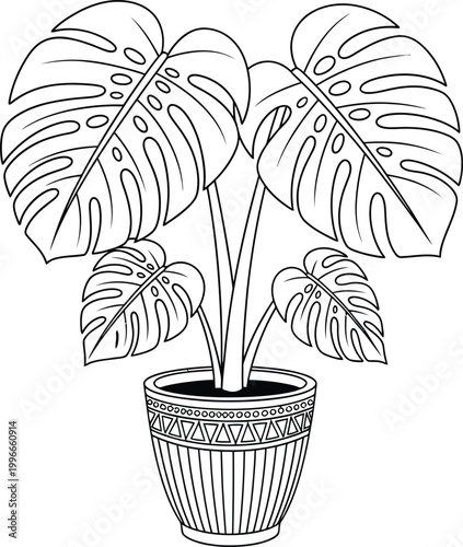 Monstera deliciosa sketch a detailed botanical illustration of a swiss cheese plant