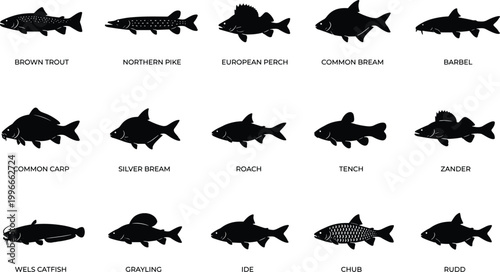 Minimal European Freshwater Fish Icons Set - Solid Silhouette River Fish Vector 15 Icons Grid