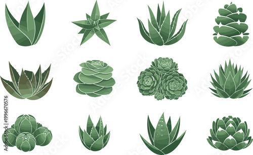 Succulent Plant Collection Vector Set with Various Green Cactus and Aloe Styles for Botanical Design, Garden Graphics, and Nature Illustration Projects