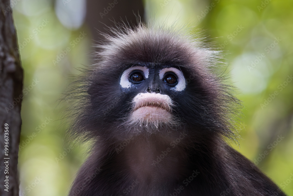 Fototapeta premium Closeup portrait of a dusky leaf monkey (Trachypithecus obscurus) in the mangrove forest on Railay Beach, Railay, Krabi, southern Thailand. Also called Spectacled Langur, it is an endangered species.