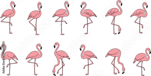 Pink flamingos in different poses, standing on one leg, vector illustration